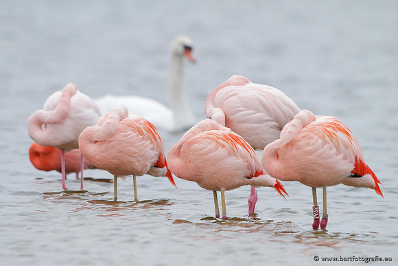 Kust- en Watervogels, Bart Fotografie-432