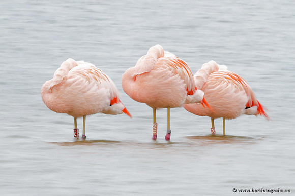 Kust- en Watervogels, Bart Fotografie-433