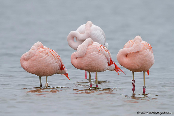 Kust- en Watervogels, Bart Fotografie-434