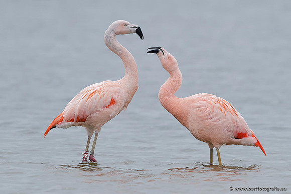 Kust- en Watervogels, Bart Fotografie-435