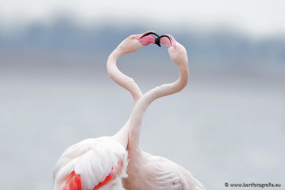 Kust- en Watervogels, Bart Fotografie-436