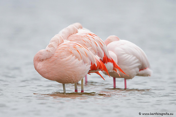 Kust- en Watervogels, Bart Fotografie-439