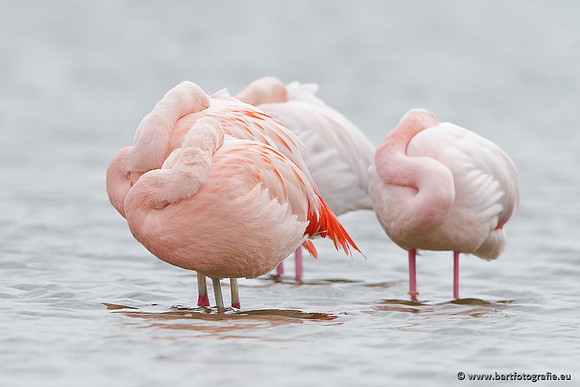 Kust- en Watervogels, Bart Fotografie-440