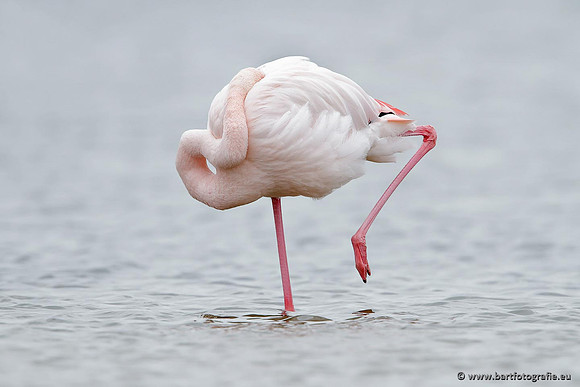 Kust- en Watervogels, Bart Fotografie-438