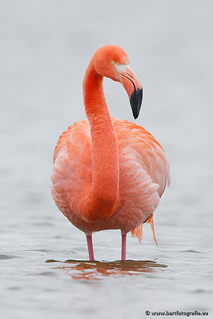 Kust- en Watervogels, Bart Fotografie-441