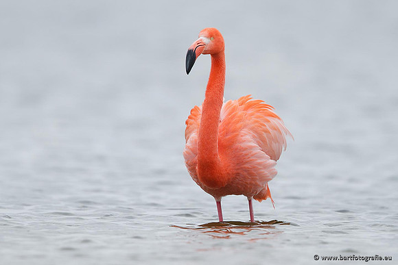 Kust- en Watervogels, Bart Fotografie-442