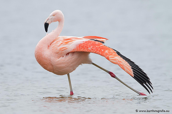 Kust- en Watervogels, Bart Fotografie-443