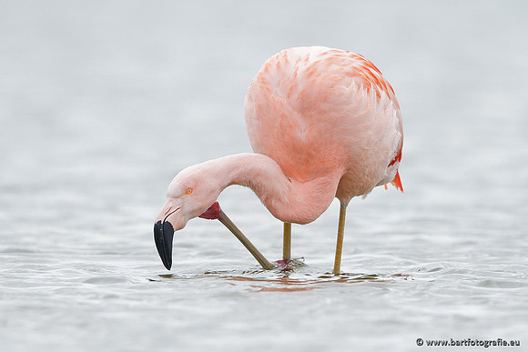 Kust- en Watervogels, Bart Fotografie-444