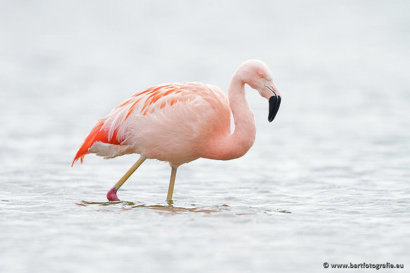 Kust- en Watervogels, Bart Fotografie-445