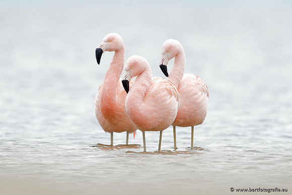 Kust- en Watervogels, Bart Fotografie-447
