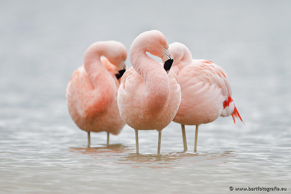 Kust- en Watervogels, Bart Fotografie-446