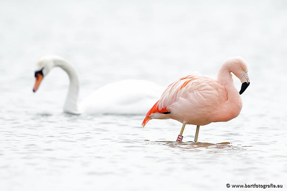 Kust- en Watervogels, Bart Fotografie-448