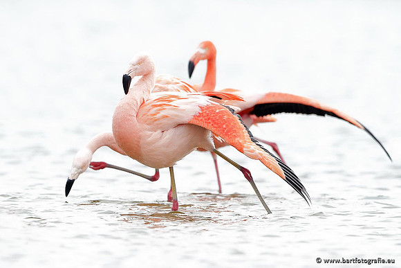 Kust- en Watervogels, Bart Fotografie-449