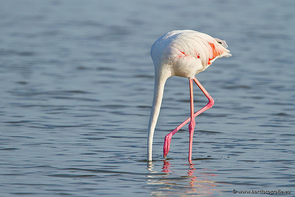 Kust- en Watervogels, Bart Fotografie-450
