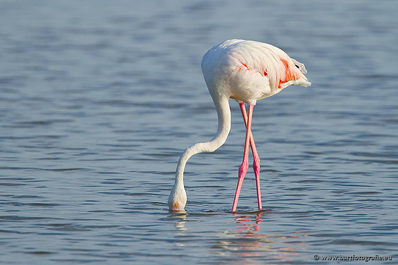 Kust- en Watervogels, Bart Fotografie-451