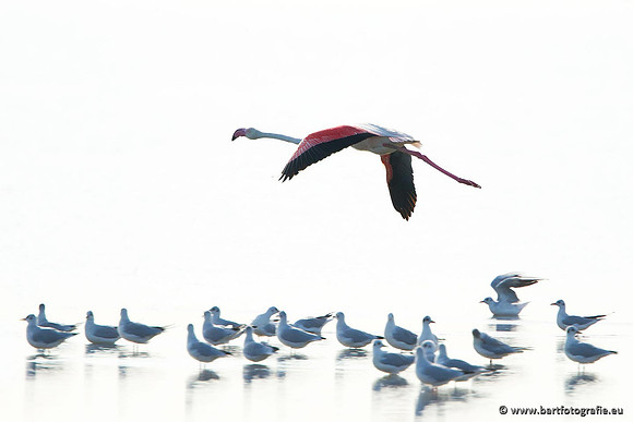 Kust- en Watervogels, Bart Fotografie-454