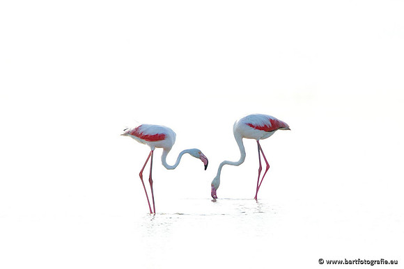 Kust- en Watervogels, Bart Fotografie-455