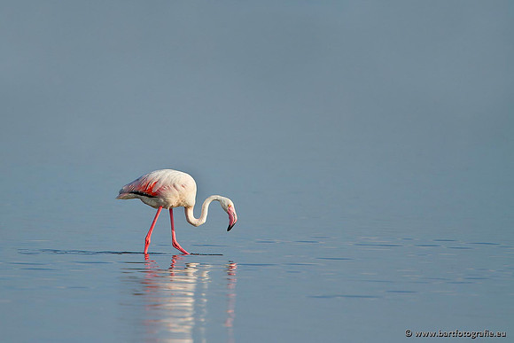 Kust- en Watervogels, Bart Fotografie-456