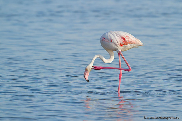 Kust- en Watervogels, Bart Fotografie-458
