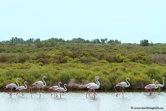 Kust- en Watervogels, Bart Fotografie-460