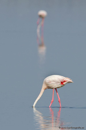 Kust- en Watervogels, Bart Fotografie-461