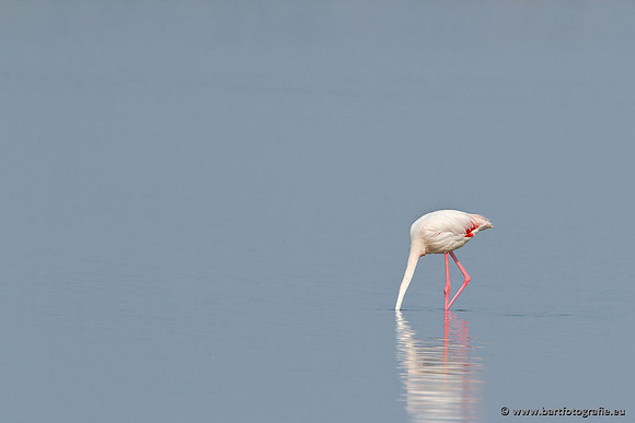Kust- en Watervogels, Bart Fotografie-462