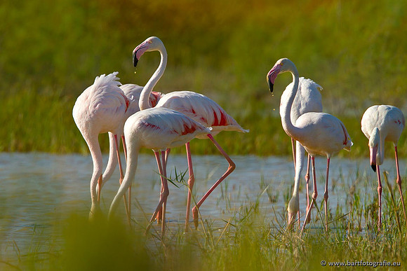 Kust- en Watervogels, Bart Fotografie-464
