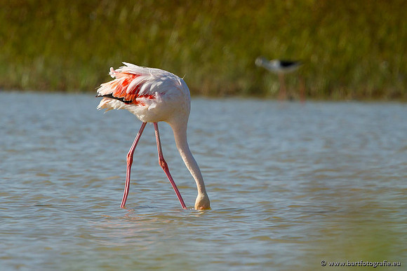 Kust- en Watervogels, Bart Fotografie-465