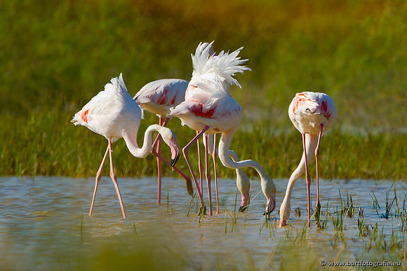 Kust- en Watervogels, Bart Fotografie-466