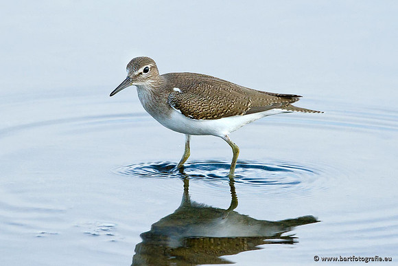 Kust- en Watervogels, Bart Fotografie-467