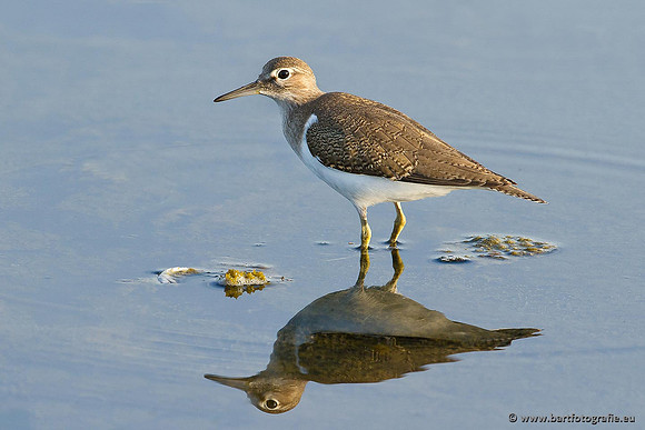 Kust- en Watervogels, Bart Fotografie-468