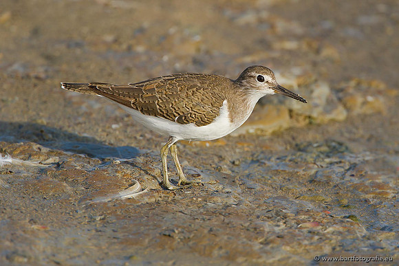 Kust- en Watervogels, Bart Fotografie-469