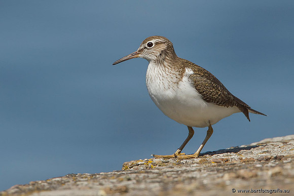 Kust- en Watervogels, Bart Fotografie-471