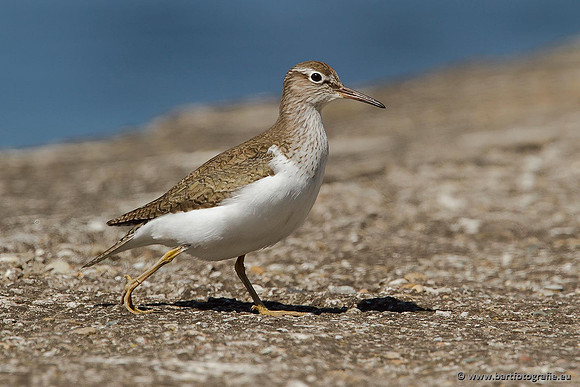 Kust- en Watervogels, Bart Fotografie-472