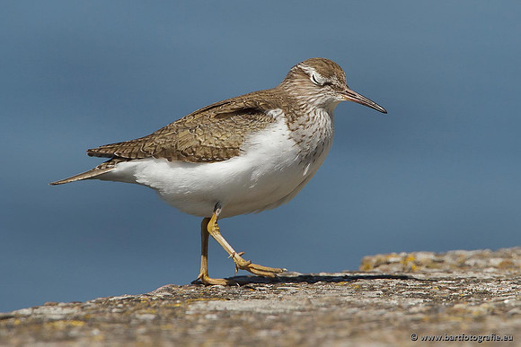 Kust- en Watervogels, Bart Fotografie-470