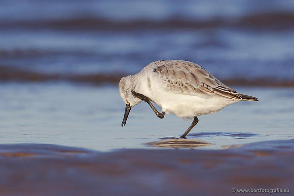 Kust- en Watervogels, Bart Fotografie-474