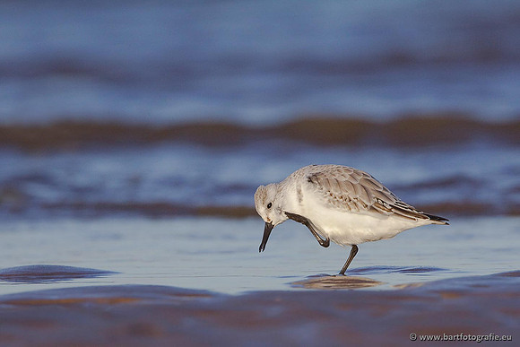 Kust- en Watervogels, Bart Fotografie-473