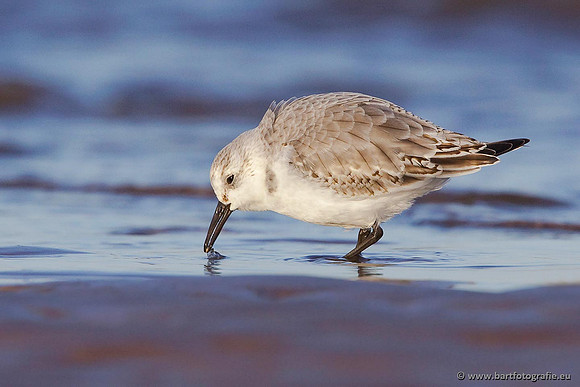 Kust- en Watervogels, Bart Fotografie-475