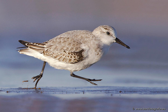 Kust- en Watervogels, Bart Fotografie-476