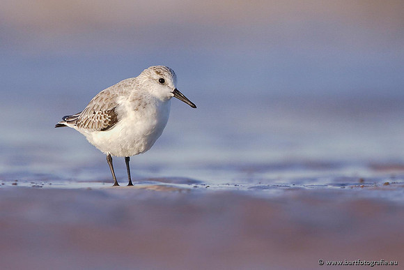 Kust- en Watervogels, Bart Fotografie-477