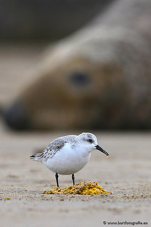 Kust- en Watervogels, Bart Fotografie-478