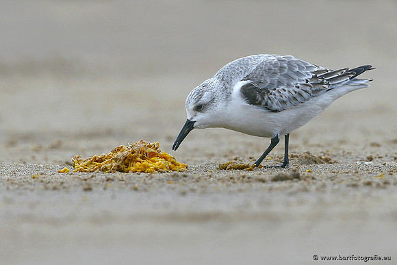 Kust- en Watervogels, Bart Fotografie-479