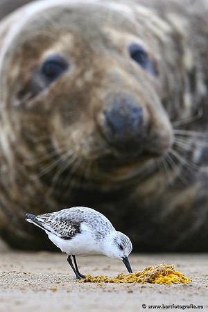 Kust- en Watervogels, Bart Fotografie-480