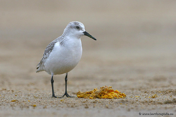 Kust- en Watervogels, Bart Fotografie-481