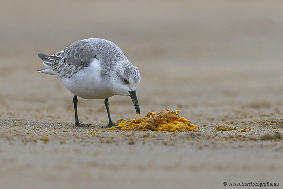 Kust- en Watervogels, Bart Fotografie-482