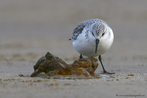 Kust- en Watervogels, Bart Fotografie-483