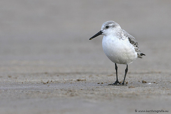 Kust- en Watervogels, Bart Fotografie-484