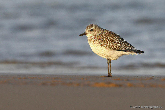 Kust- en Watervogels, Bart Fotografie-485