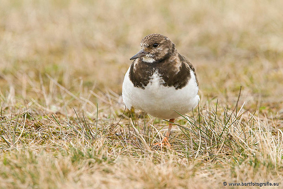 Kust- en Watervogels, Bart Fotografie-487