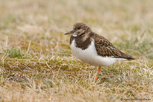 Kust- en Watervogels, Bart Fotografie-486